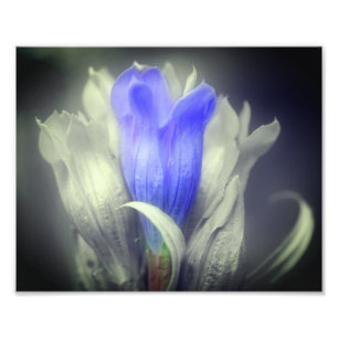 Foto Flor Gentil Azul Preto E Cor Parcial Branca