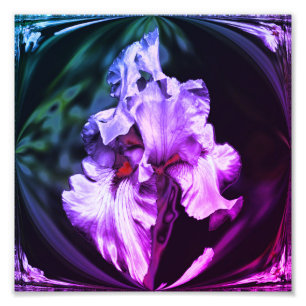 Foto Flor Íris com abstrato