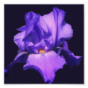 Foto Flor Íris com Mancas roxas 8x8