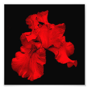 Foto Flor Íris Vermelha Quente Arbordada Art 8x8