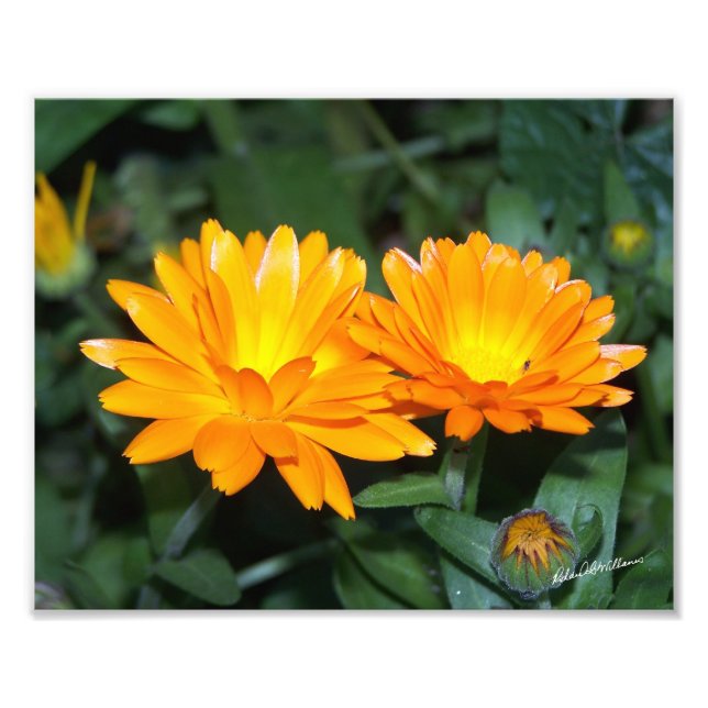 Foto Flor Laranja #2204 (Frente)