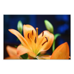 Foto Flor Laranja Lilly