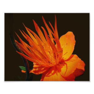 Foto Flor Laranja No Flor Sunshine 8x10