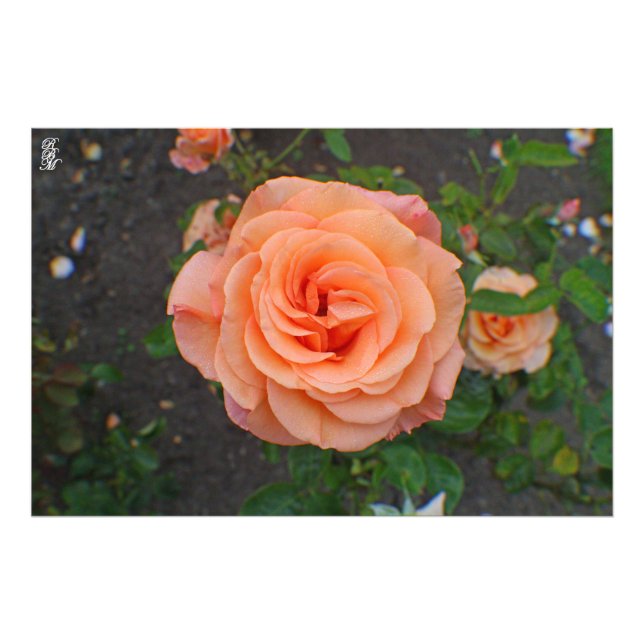Foto Flor laranja Solteiro (Frente)