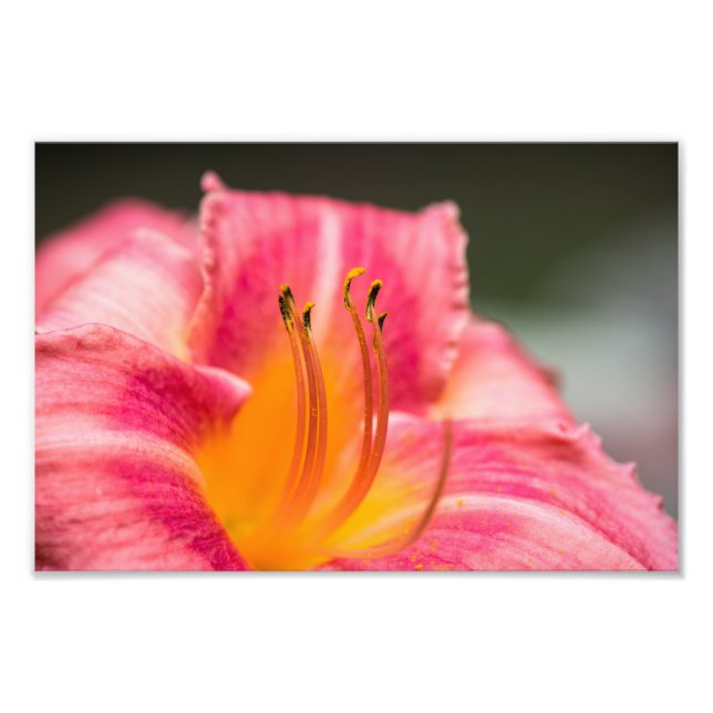 Foto Flor Lily Rosa (Frente)