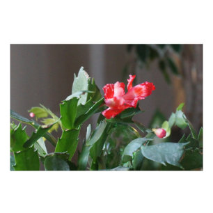 Foto Flor lindo do cacto de Natal