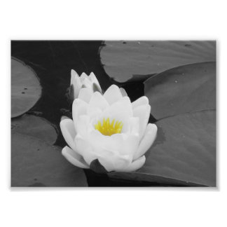 Foto Flor lírio branca e amarela