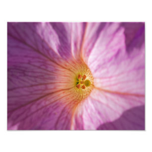 Foto Flor magenta