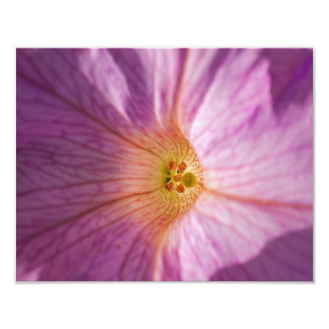 Foto Flor magenta (Frente)