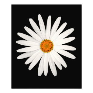 Foto Flor margarida