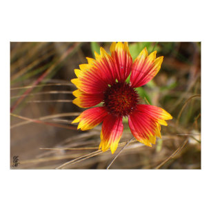 Foto Flor no Vento