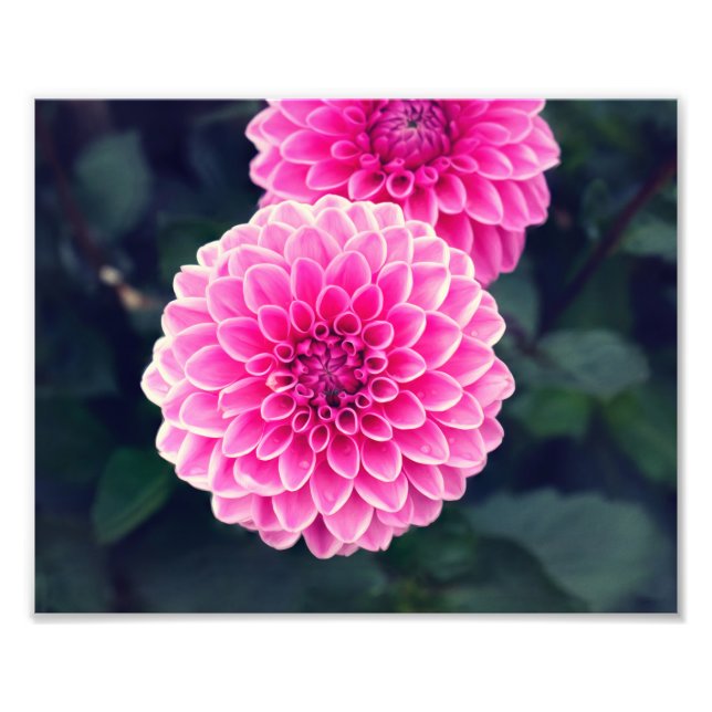 Foto Flor "Pink Sylvia" de Dahlia (Frente)