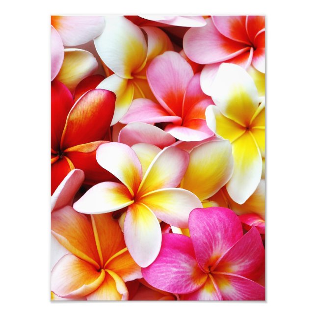 Foto Flor Plumeria Frangipani Hawaii Personalizado (Frente)