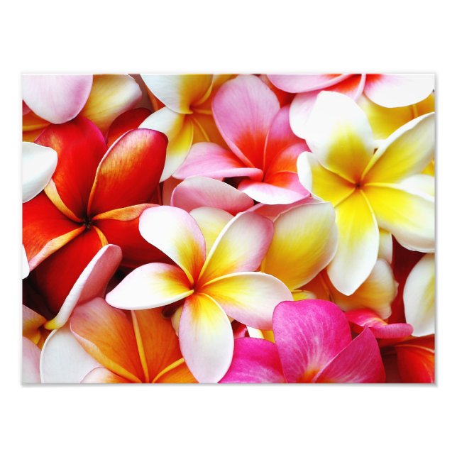 Foto Flor Plumeria Frangipani Hawaii Personalizado (Frente)