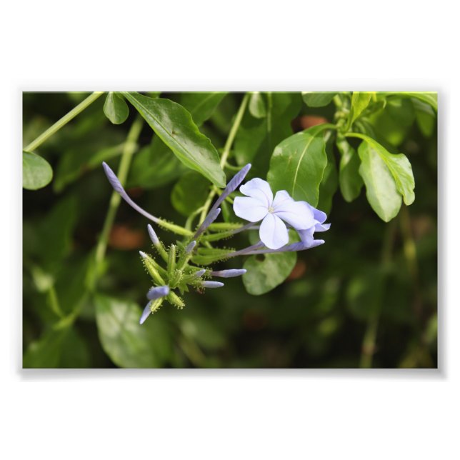 Foto Flor Purgado (Frente)