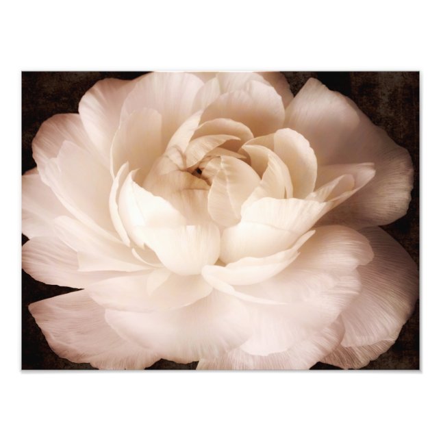 Foto Flor Ranunculares, Preto E Branco, Sepia Floral (Frente)