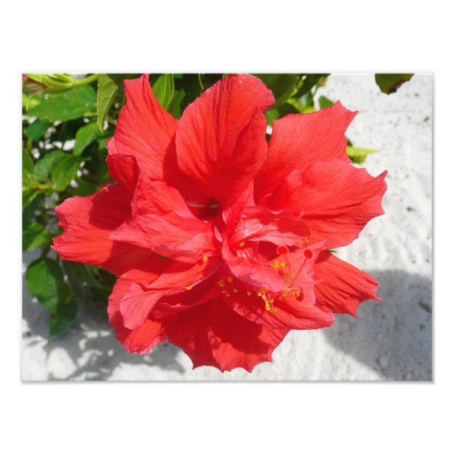 Foto Flor Red Double Hibiscus (Frente)