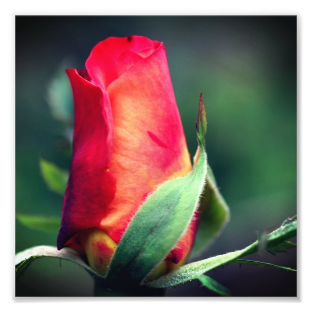 Foto Flor Red Rosebud com Realces Amarelos 8x8 (Frente)