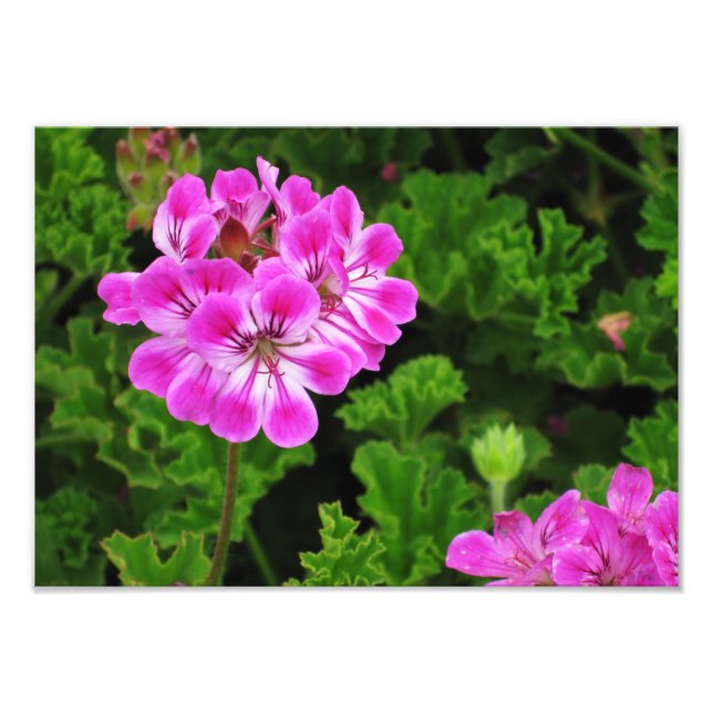 Foto Flor Rosa - (Frente)