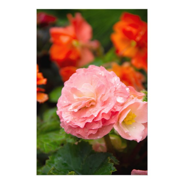 Foto Flor rosa delicada após a chuva (Frente)