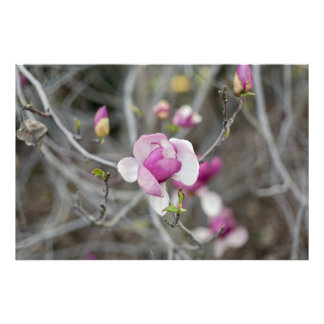 Foto Flor Rosa Magnolia