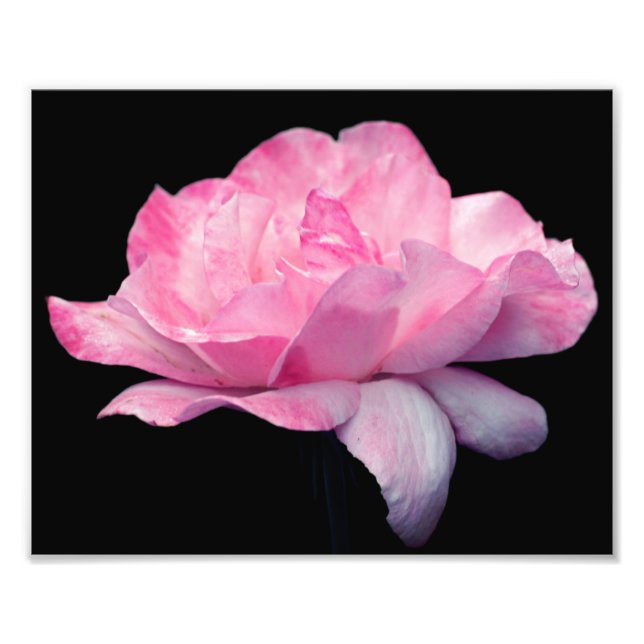 Foto Flor Rosa Rosa Forte 8x10 (Frente)