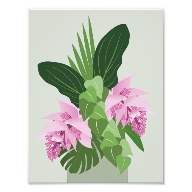 Foto Flor rosa Tropical Medinilla Rosa em Verde (Frente)