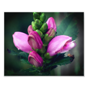 Foto Flor rosa Turtlehead Feche 8x10