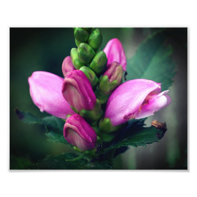 Foto Flor rosa Turtlehead Feche 8x10 (Frente)