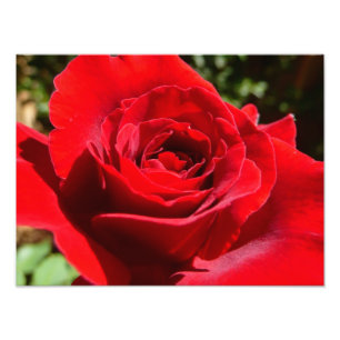 Foto Flor Rosa vermelha brilhante Flor