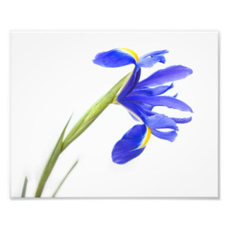 Foto Flor Roxo-Íris