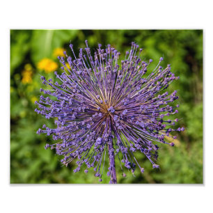 Foto Flor Roxo-Púrpura