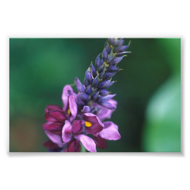 Foto Flor roxo rosa na Flor Kudzu (Frente)