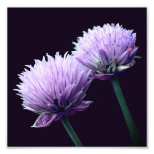 Foto Flor Roxo Scallion Allium Fechar 8x8