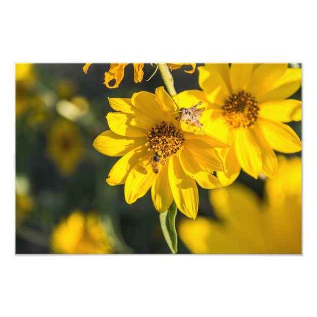 Foto Flor selvagem e abelha (Frente)