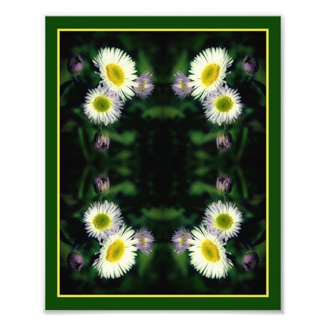 Foto Flor Selvagem Fleabane Daisy Abstrato 8x10 (Frente)