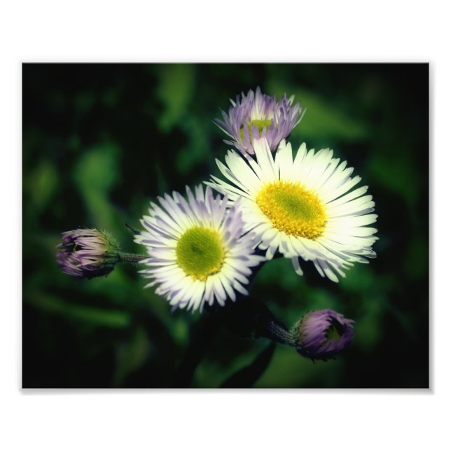 Foto Flor Selvagem Fleabane Daisy Fechar 8x10 (Frente)