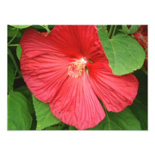 Foto Flor Tropical de Hibiscus Rosa