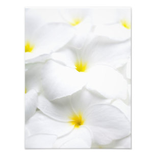 Foto Flor tropical havaiana do Frangipani branco do
