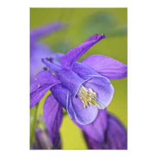Foto Flor Única de Columbine Roxa