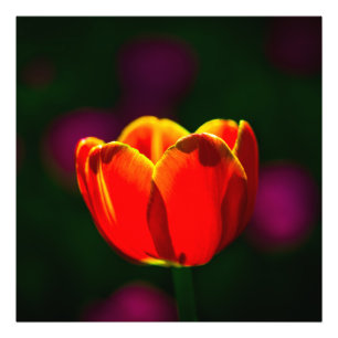 Foto Flor vermelha da tulipa