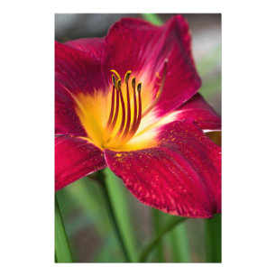 Foto Flor Vermelho