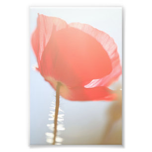 Foto Flor Vermelho Poppy na Névoa