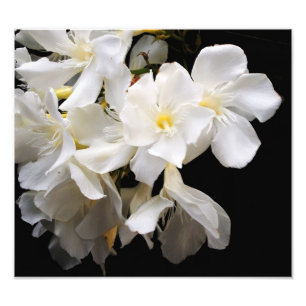 Foto floral