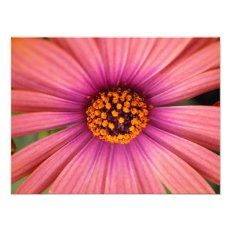 Foto floral