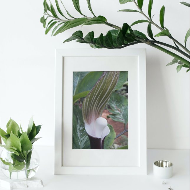 Foto Floral da Planta Jack-in-the-Pulpit (In Situ (Framed))