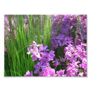 Foto Floral de Verão de Flox e Grama Rosa