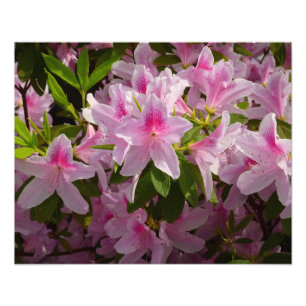 Foto floral do primavera cor-de-rosa de Bush da