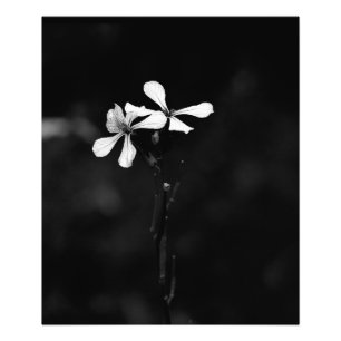 Foto floral preto e branco minimalista