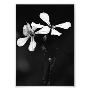 Foto floral preto e branco minimalista